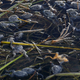 Dead frogs floating on the surface of Lake Titicaca in Pata Patani, Bolivia in April, 2015. The frogs are extremely sensitive to human and industrial waste that regularly contaminates the lake. Image: AP Photo/Juan Karita